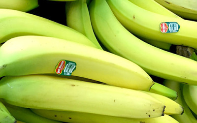 Are Banana Monocultures a Warning from Mother Nature?